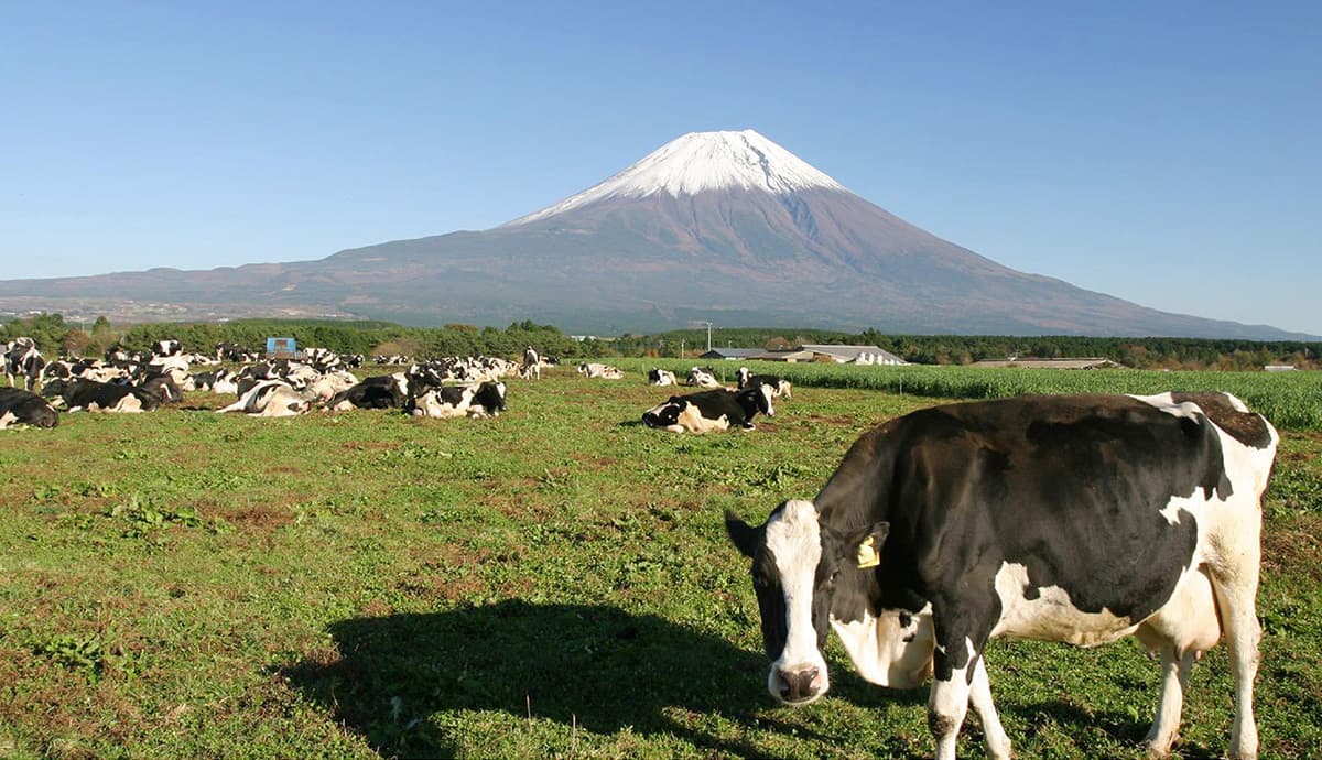 富士山麓の恵みの朝霧高原の牛と富士山の画像